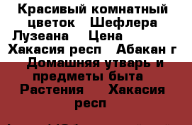 Красивый комнатный цветок   Шефлера Лузеана. › Цена ­ 1 000 - Хакасия респ., Абакан г. Домашняя утварь и предметы быта » Растения   . Хакасия респ.